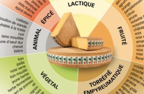 Le vocabulaire sensoriel du fromage