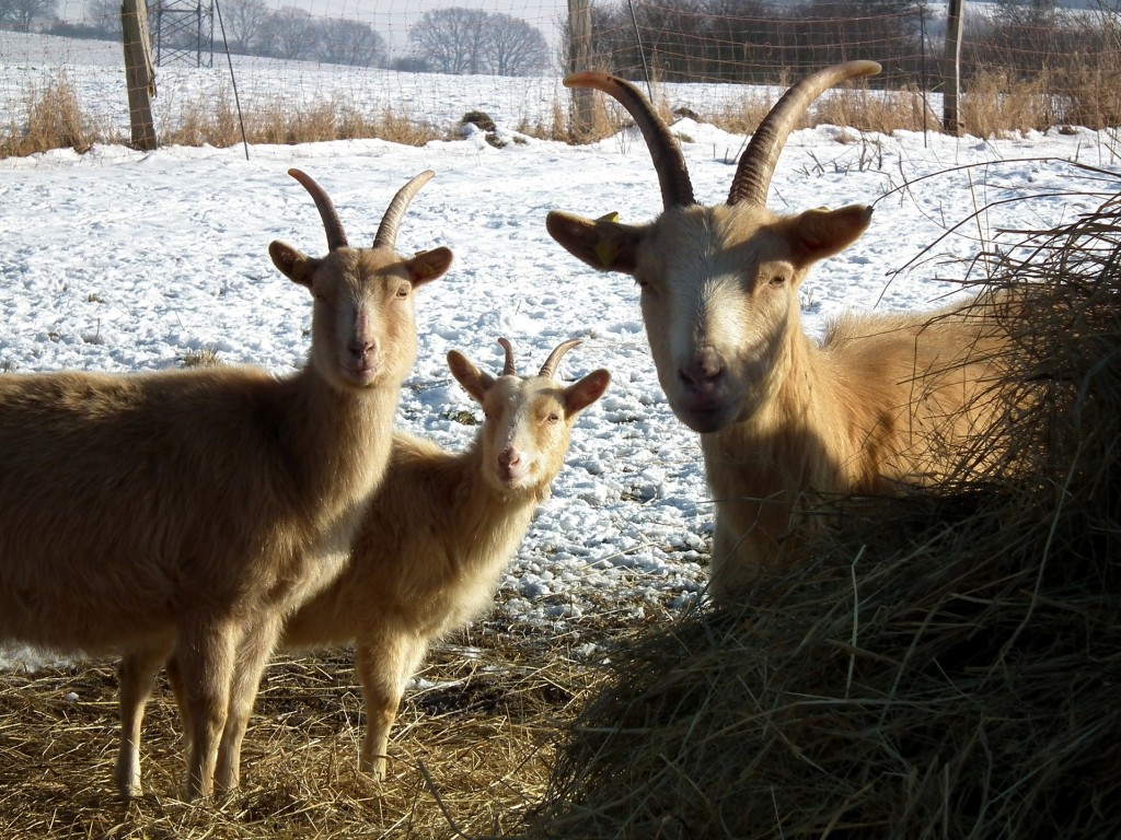 Les fromages de l'Hiver