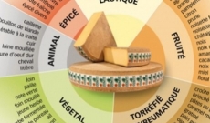 Le vocabulaire sensoriel du fromage