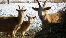 Les fromages de l'hiver